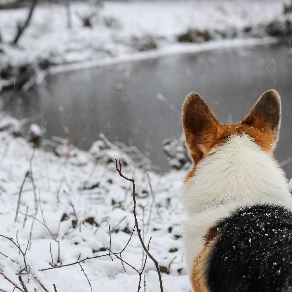 Hundetreffen-Gemeinsamer Spaziergang-Profilbild