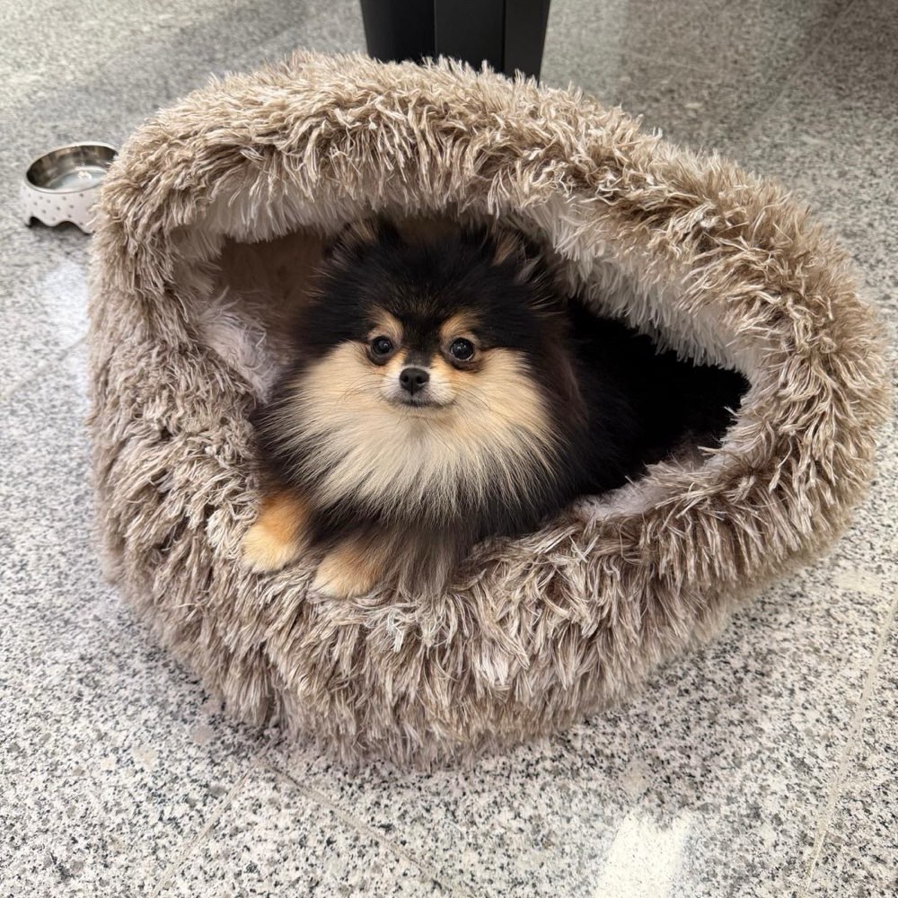 Hundetreffen-Gassi mit Lulu Theresienwiese-Profilbild