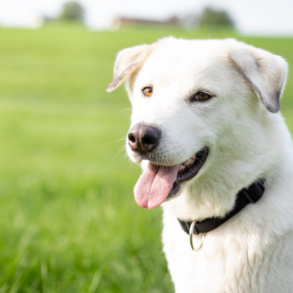 Hundetreffen-Gassi- und Spielfreund gesucht-Profilbild