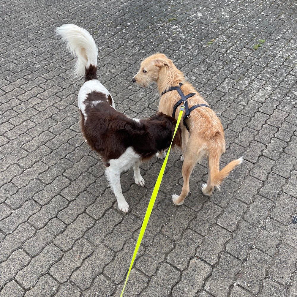 Hundetreffen-Gassi und Spielrunde beim von diergardt See-Profilbild