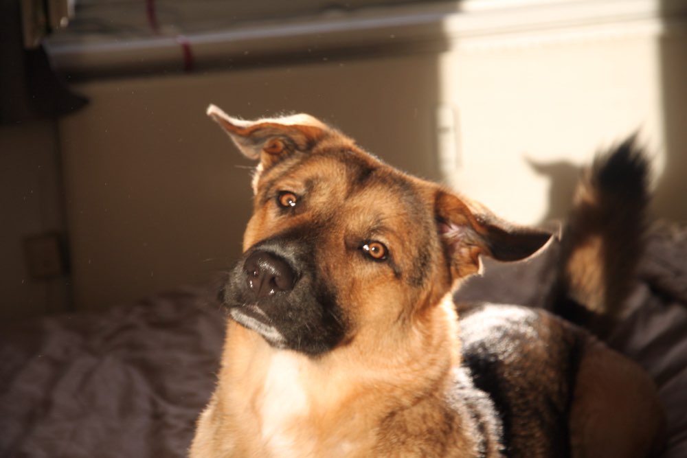 Hundetreffen-Souveräner Hund der sich „wehrt“-Profilbild