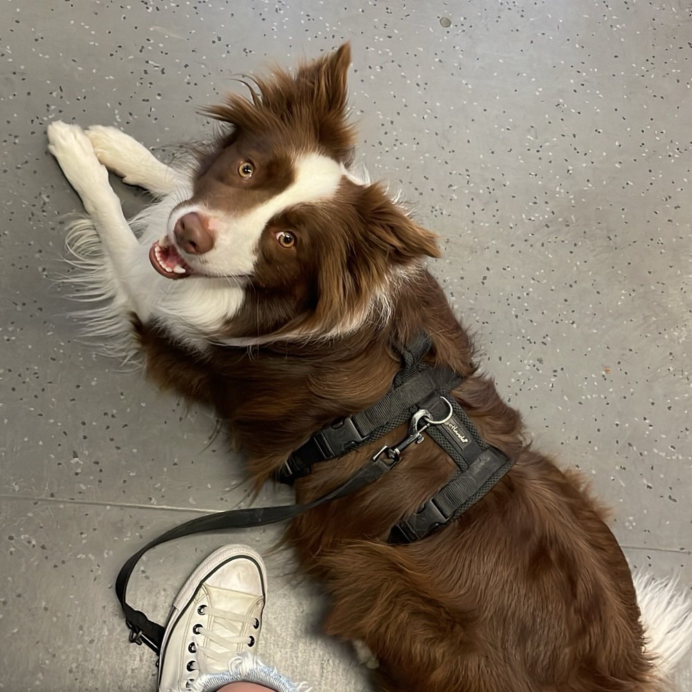 Hundetreffen-Training für die Leinen-Befreiung / Stadpark-Profilbild