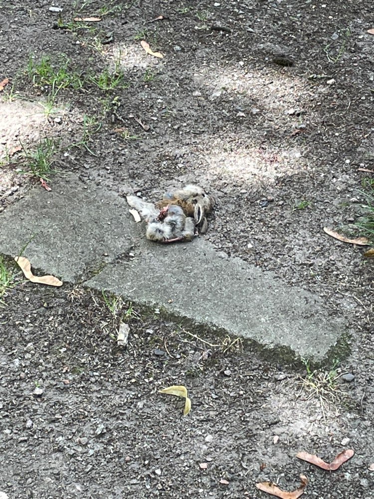 Giftköder-Totes Kaninchen (Baby)-Profilbild