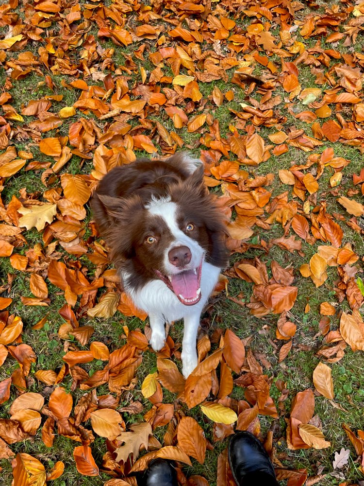Hundetreffen-Daily - Gassi-Profilbild