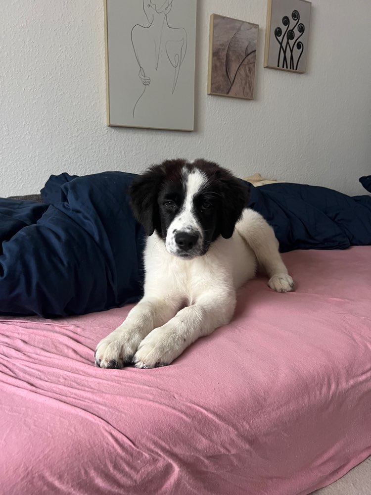 Hundetreffen-Gassi/Spieltreffen-Profilbild