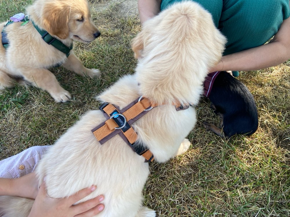 Hundetreffen-Welpentreffen am Tuniberg-Profilbild