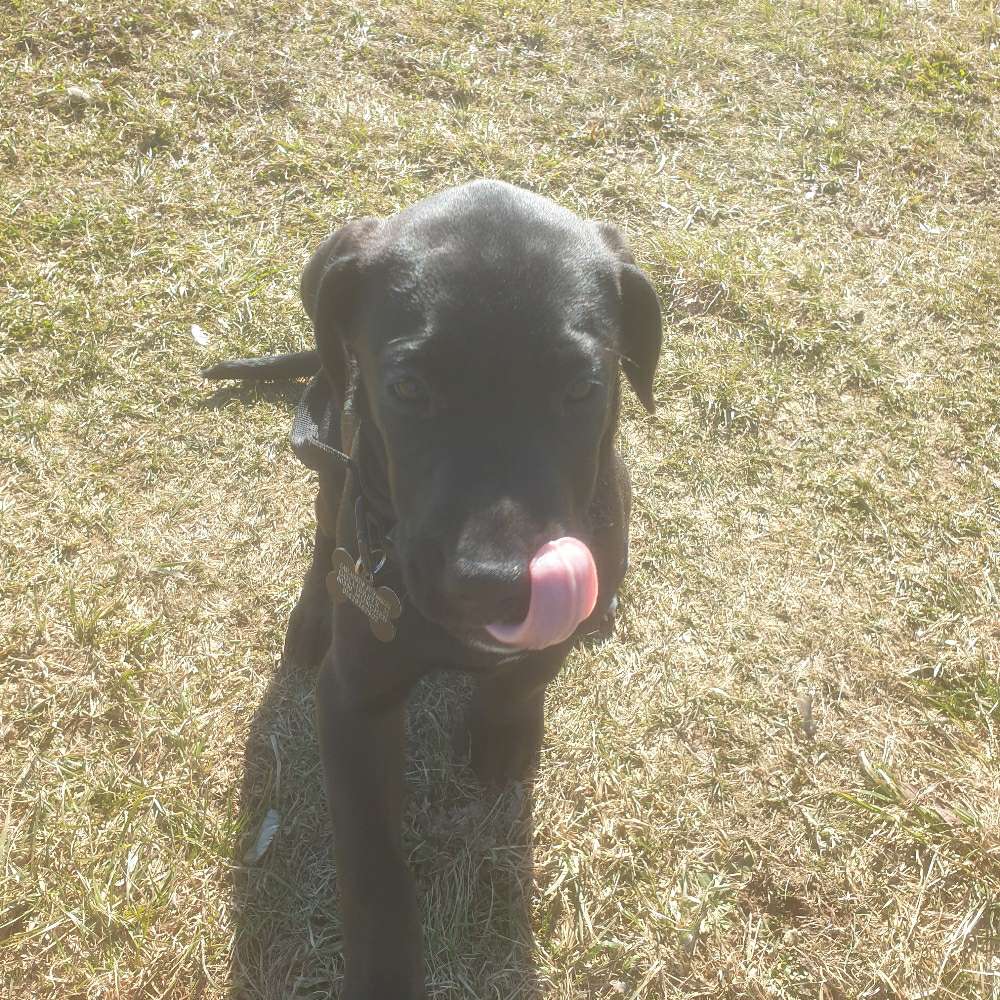 Hundetreffen-Hundespaß-Profilbild