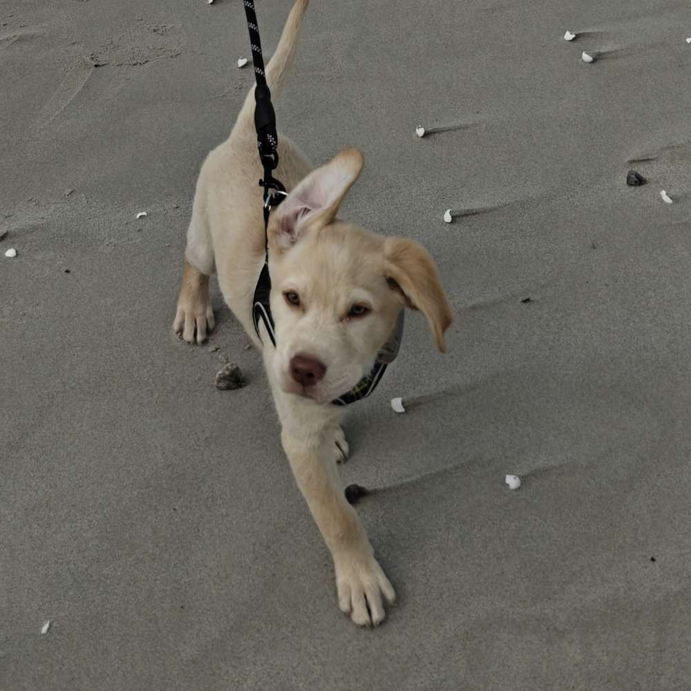 Hundetreffen-Hunde treffen zum Spielen-Profilbild