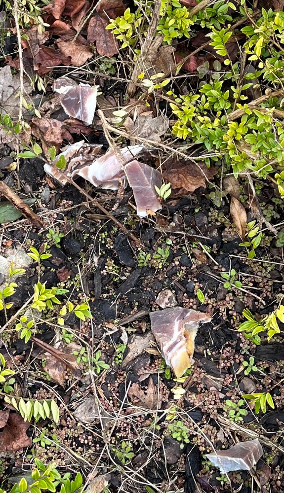 Giftköder-Vermutl. Vergiftetes rohes Fleisch-Profilbild