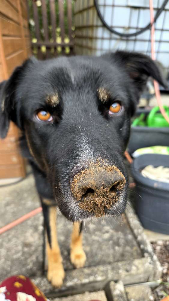 Hundetreffen-Spielgefährten für Rio-Profilbild