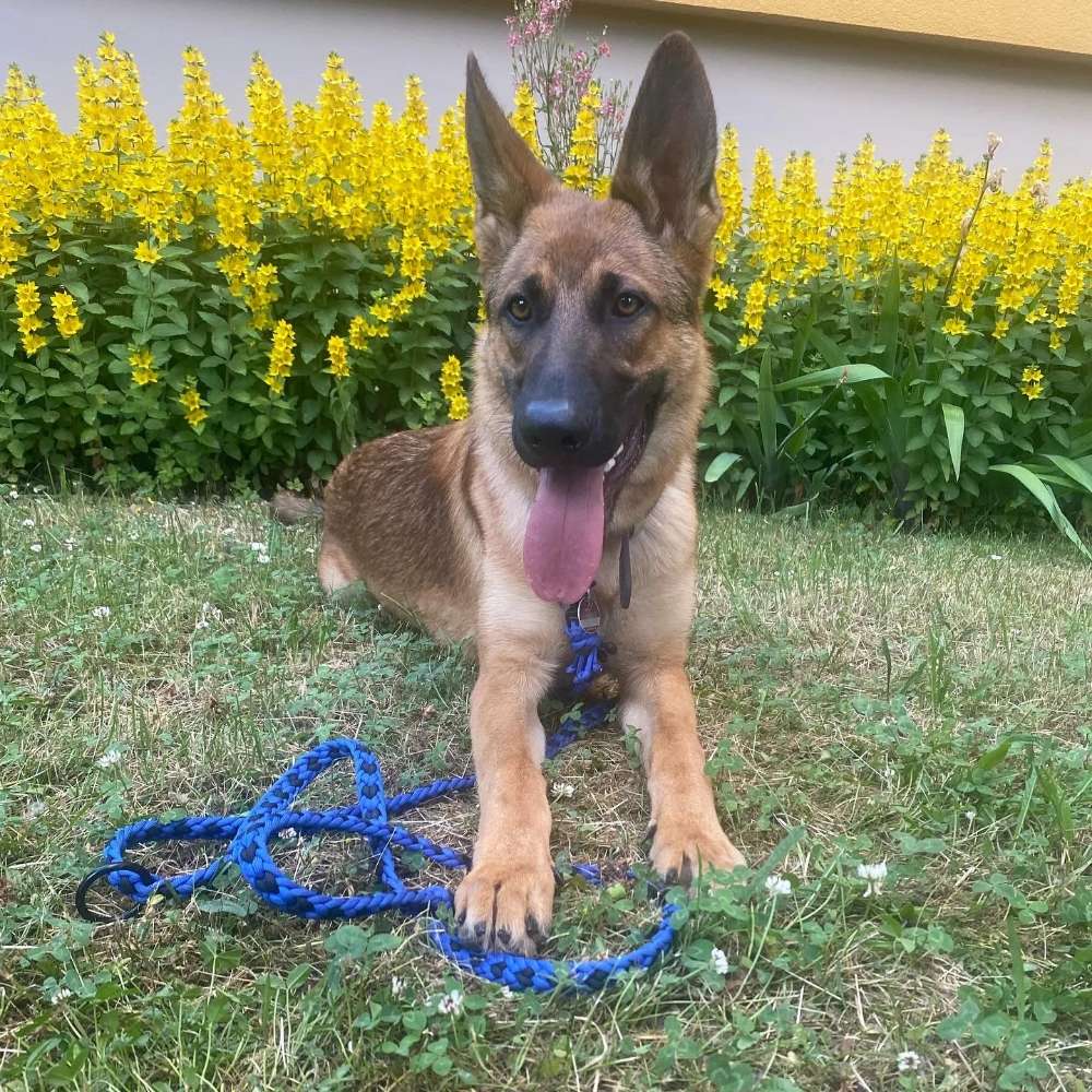 Hundetreffen-Junghundtreffen-Profilbild