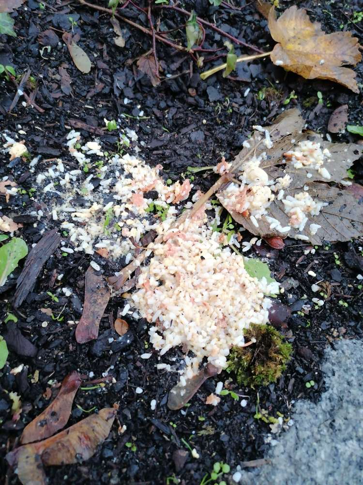 Giftköder-Achtung! Wahrscheinlich Giftköder!-Profilbild