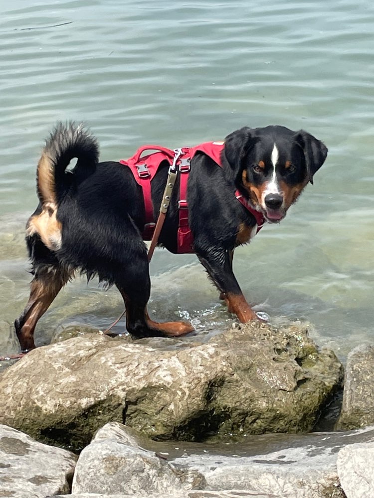 Hundetreffen-Appenzeller Sennenhund Sam 15 Monate-Profilbild