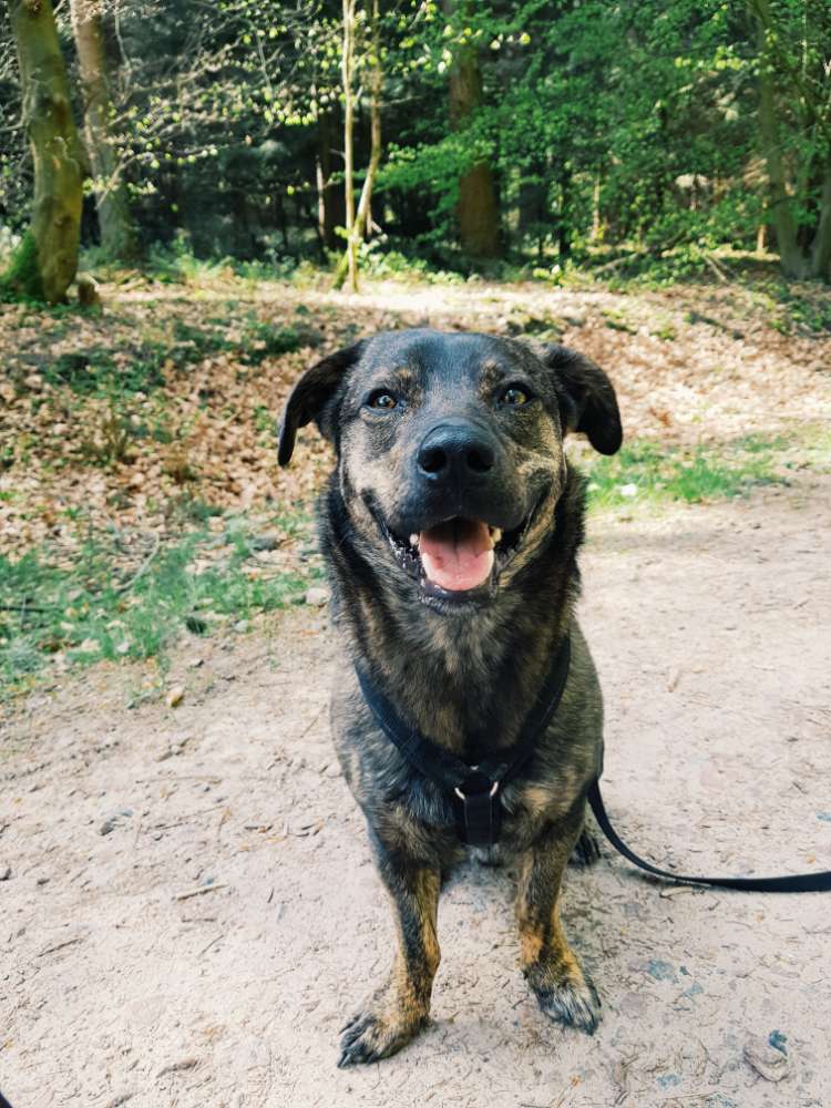 Hundetreffen-Spielkumpel gesucht!-Profilbild