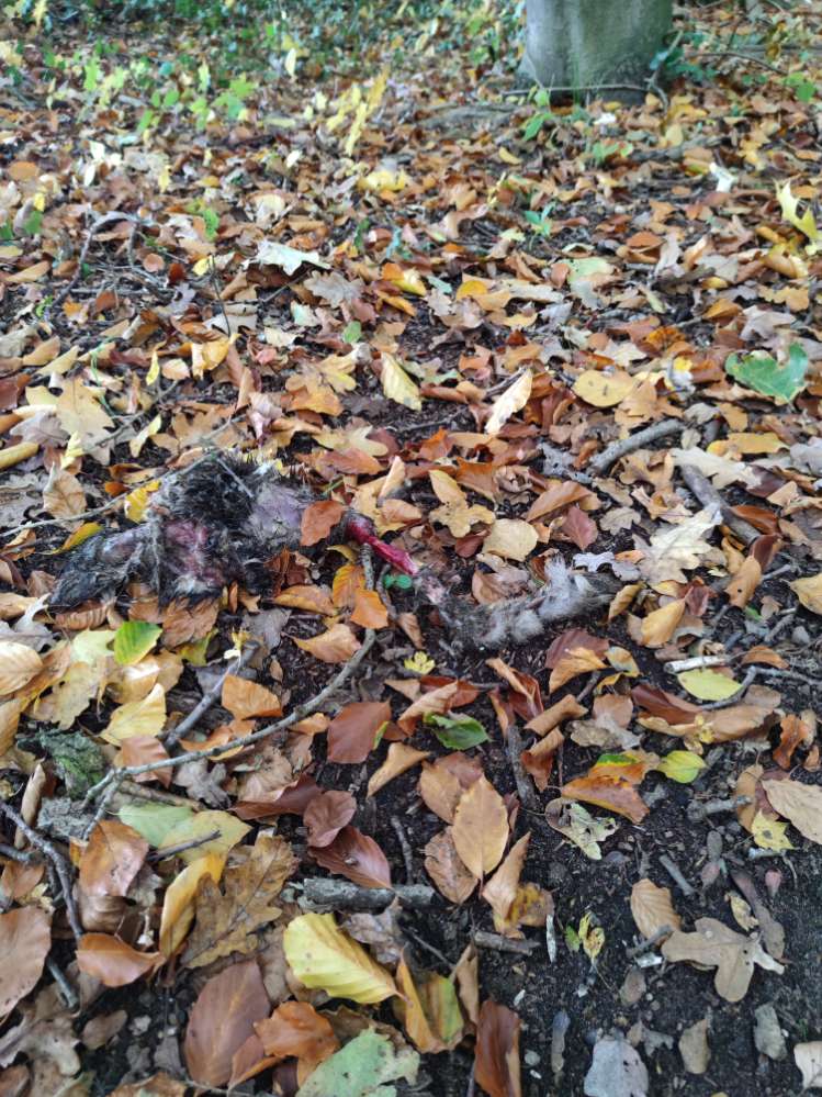 Giftköder-Tierteile-Profilbild