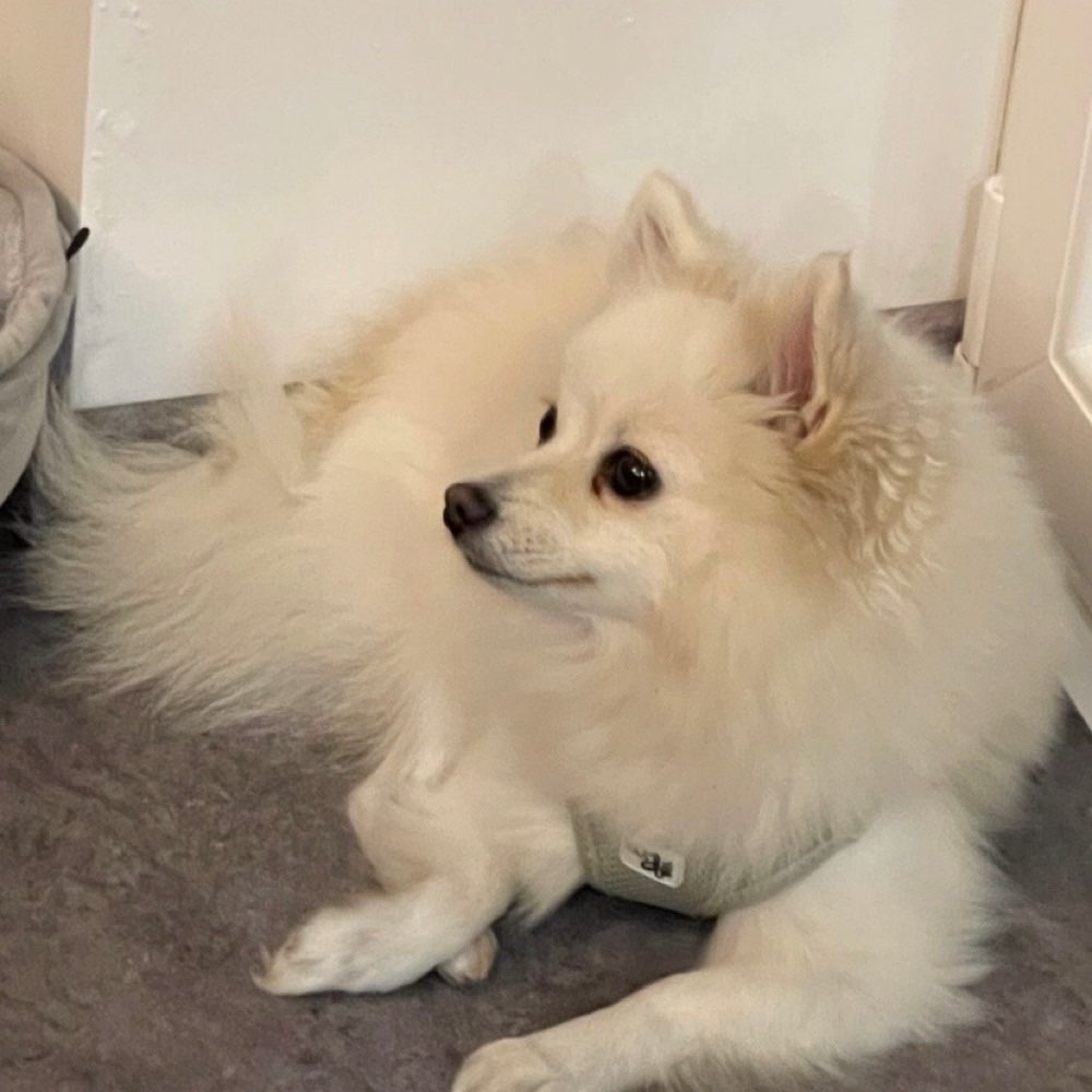 Hundetreffen-Hundetreff in Schierling-Profilbild