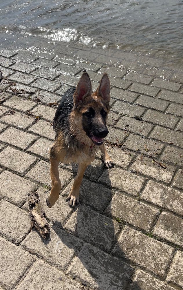 Hundetreffen-Spielkamerad für aktive schäferhündin gesucht-Profilbild