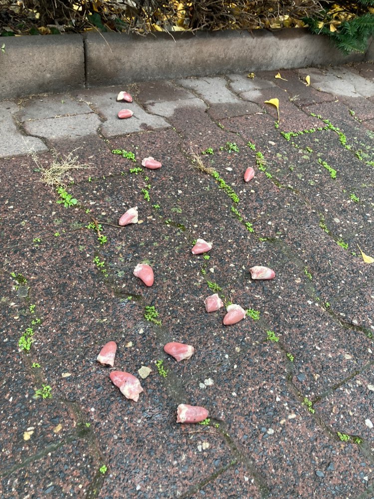 Giftköder-Fleischstücke Gärtnerweg-Profilbild