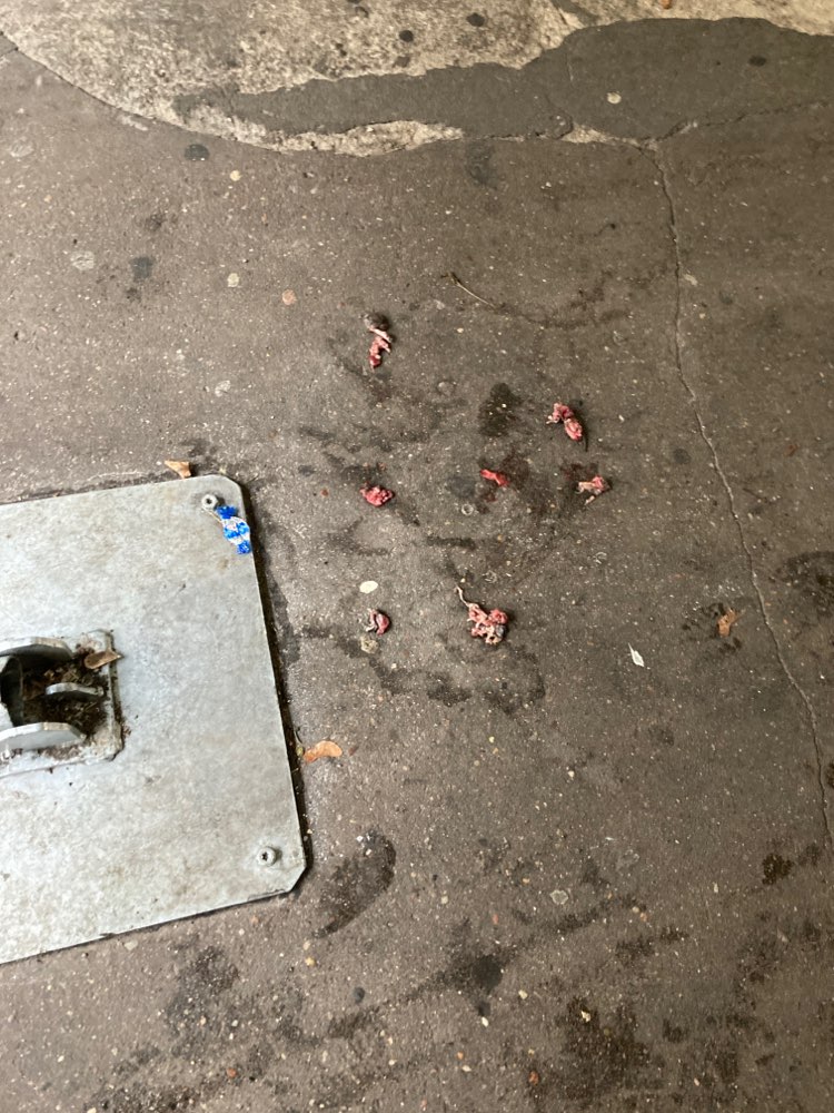 Giftköder-Schlachtabfall/totes Tier?-Profilbild