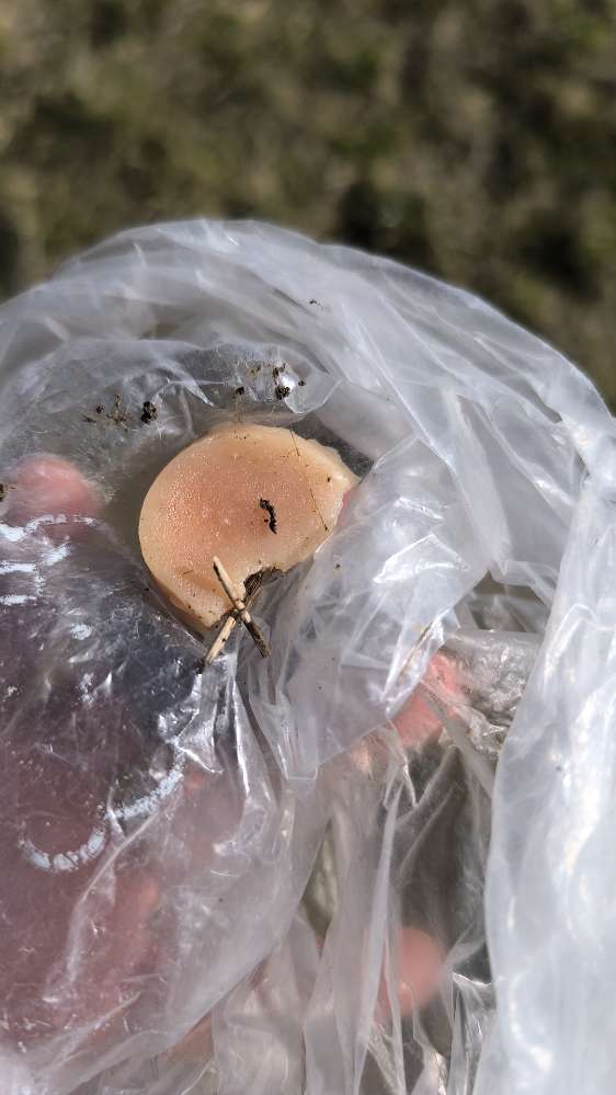 Giftköder-Eventuell Giftköder-Profilbild