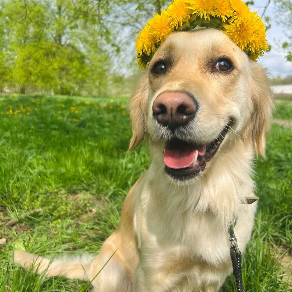 Hundetreffen-Ich bin Akira, fast 1 Jahr  alt und suche Freunde zum gassi gehen und spielen 🥰-Profilbild