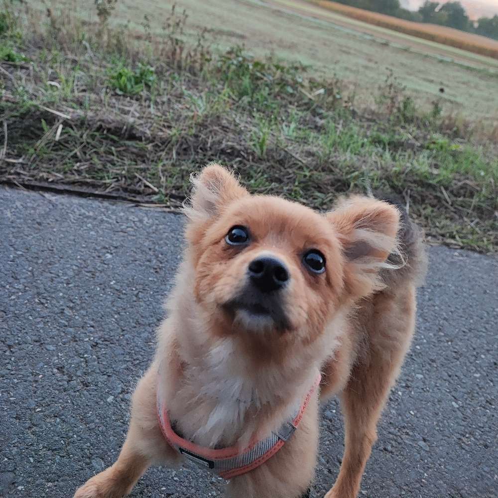 Hundetreffen-Gassi Freunde gesucht-Profilbild