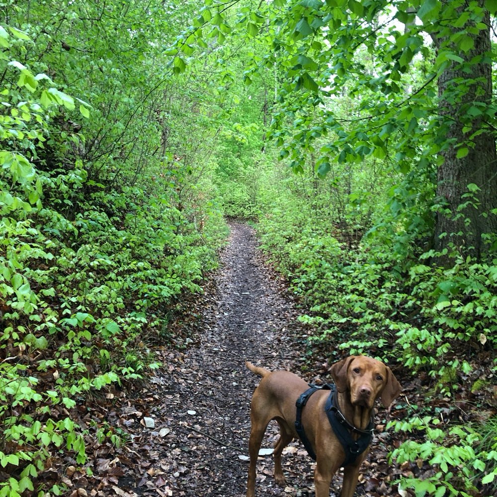 Hundetreffen-Socialwalk in und rund um Bamberg-Profilbild