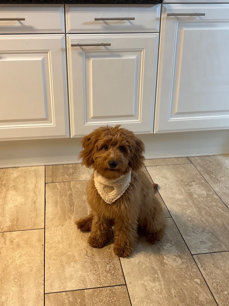 Hundetreffen-Scheuer Doodle (Junghund) sucht positive Hundekontakte-Profilbild