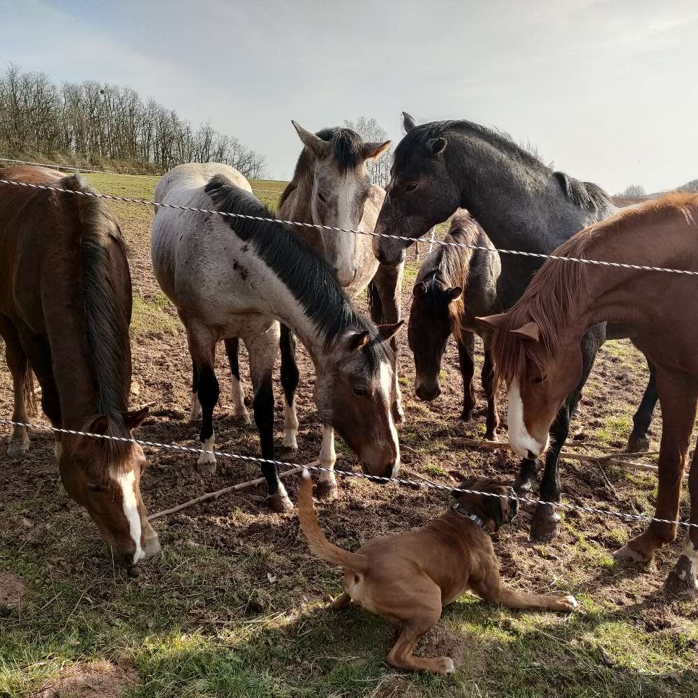 Hundetreffen-Spieltreffen in Spiesen-Profilbild