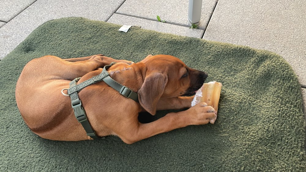 Hundetreffen-Welpentreffen Ammerbuch-Profilbild