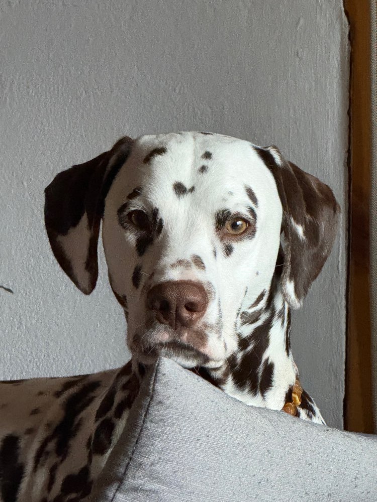 Hundetreffen-Freundliche Hundekontakte und gemeinsame Gassirunde-Profilbild