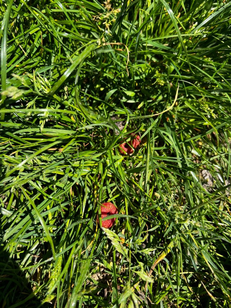 Giftköder-Verdächtige Kringel am Wegrand-Profilbild