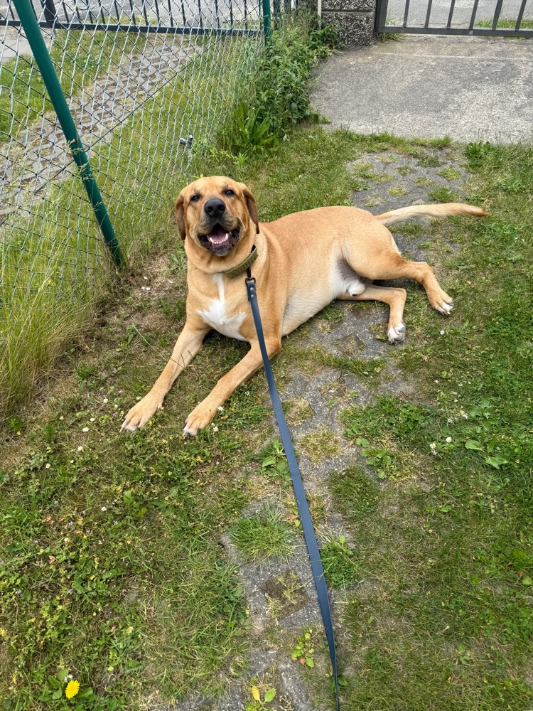 Hundetreffen-Gassipartnerinnen in Taufkirchen-Profilbild