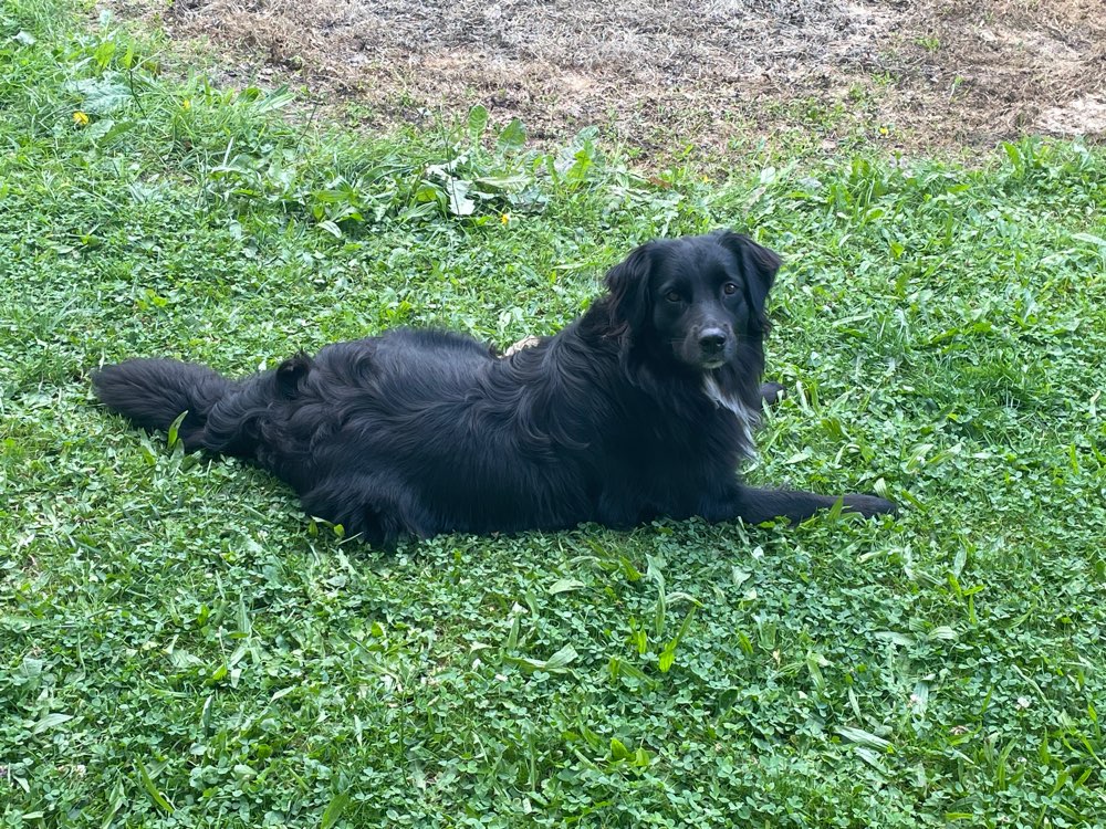 Hundetreffen-Trainingsbuddy gesucht-Profilbild