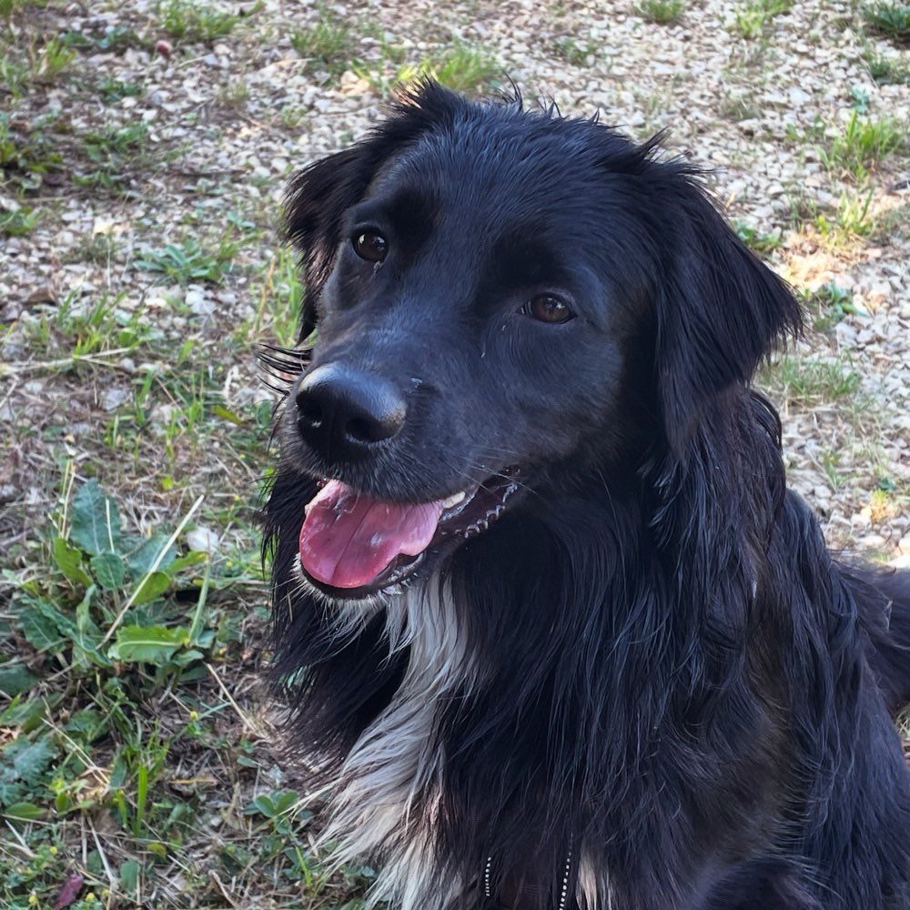 Hundetreffen-Gassi und Spielpartner gesucht-Profilbild