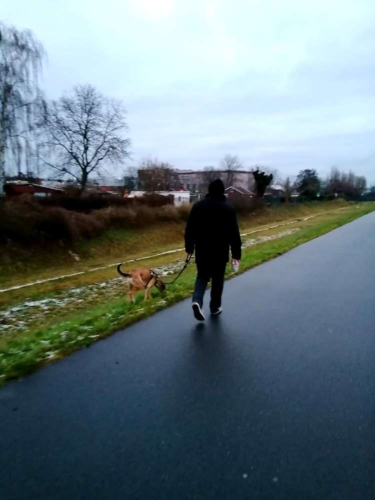 Hundetreffen-Gemeinsame Spaziergänge-Profilbild