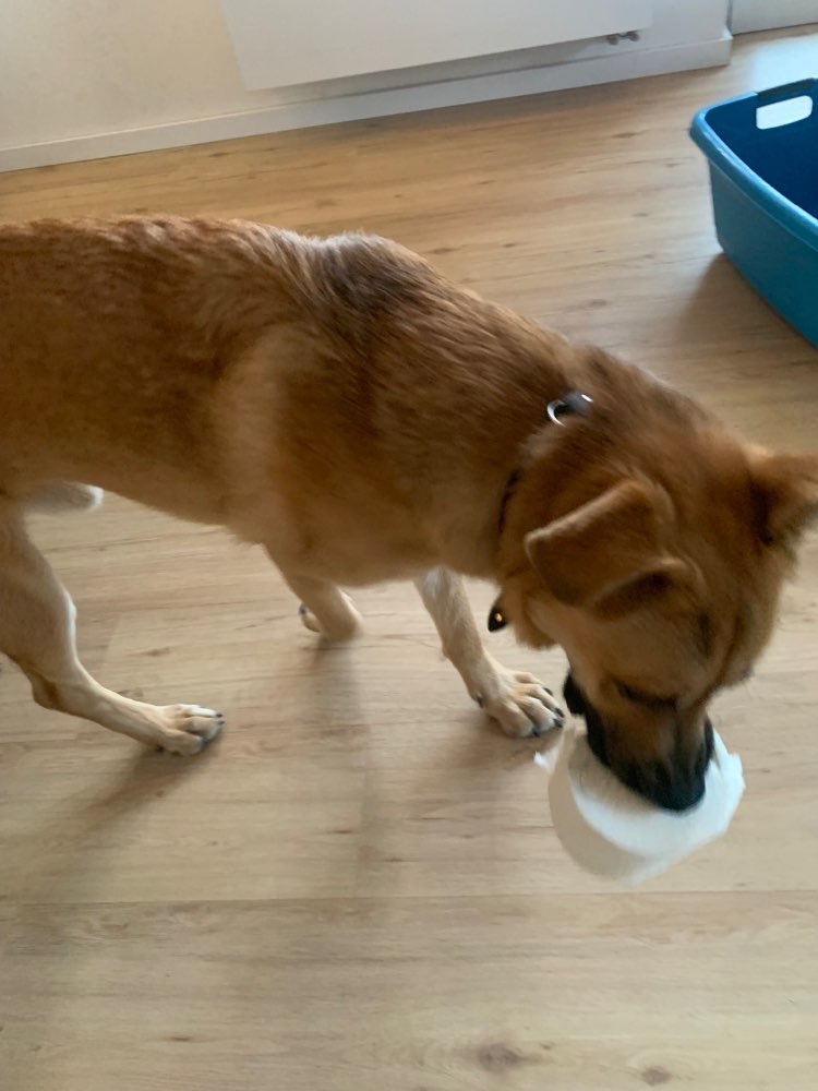 Hundetreffen-Gassi gehen und gemeinsame Spielzeit-Profilbild