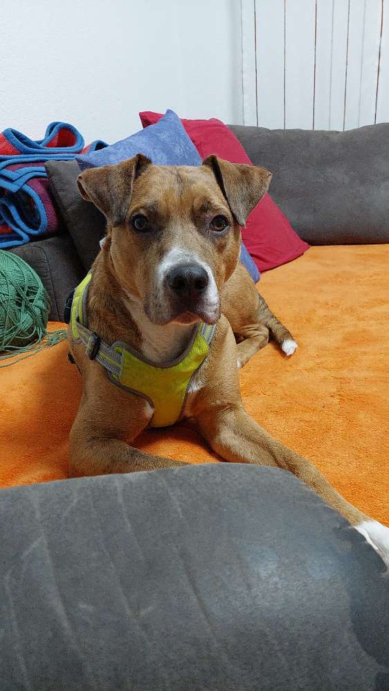 Hundetreffen-Training Spiel und Gassirunde-Profilbild