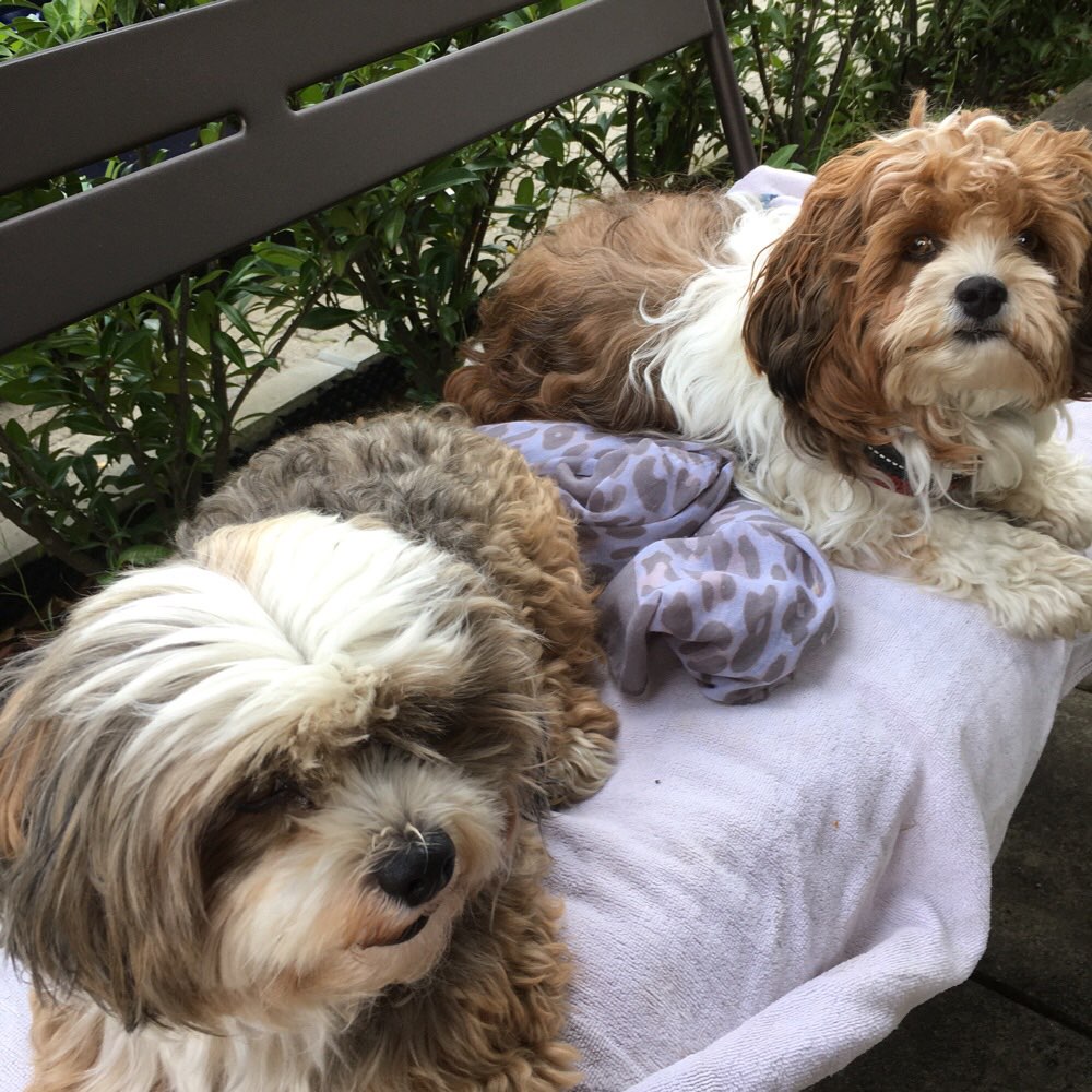 Hundetreffen-Relaxte Spaziergänge-Profilbild