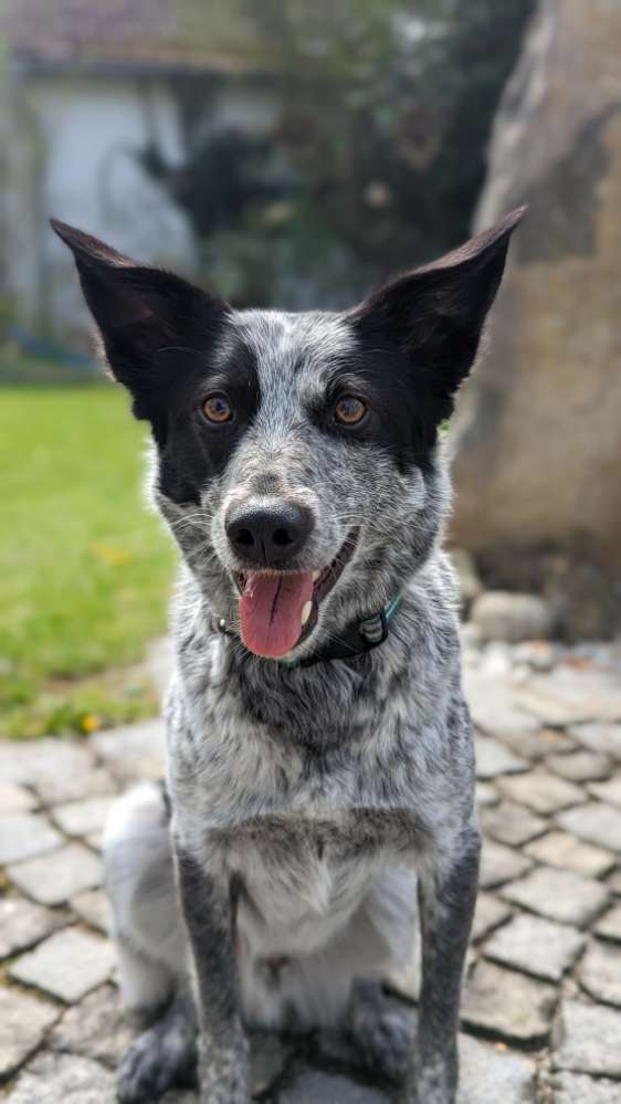 Hundetreffen-Social Walk Stadtamhof-Profilbild