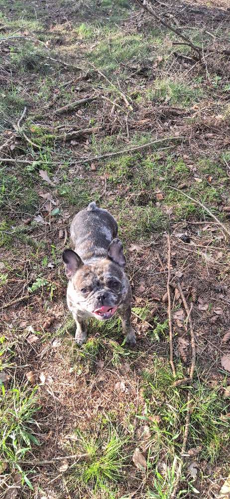 Hundetreffen-Hundetreffen für kleinere Hunde-Profilbild