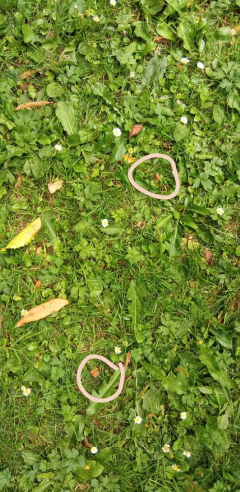 Giftköder-Ausgelegtes Futter-Profilbild