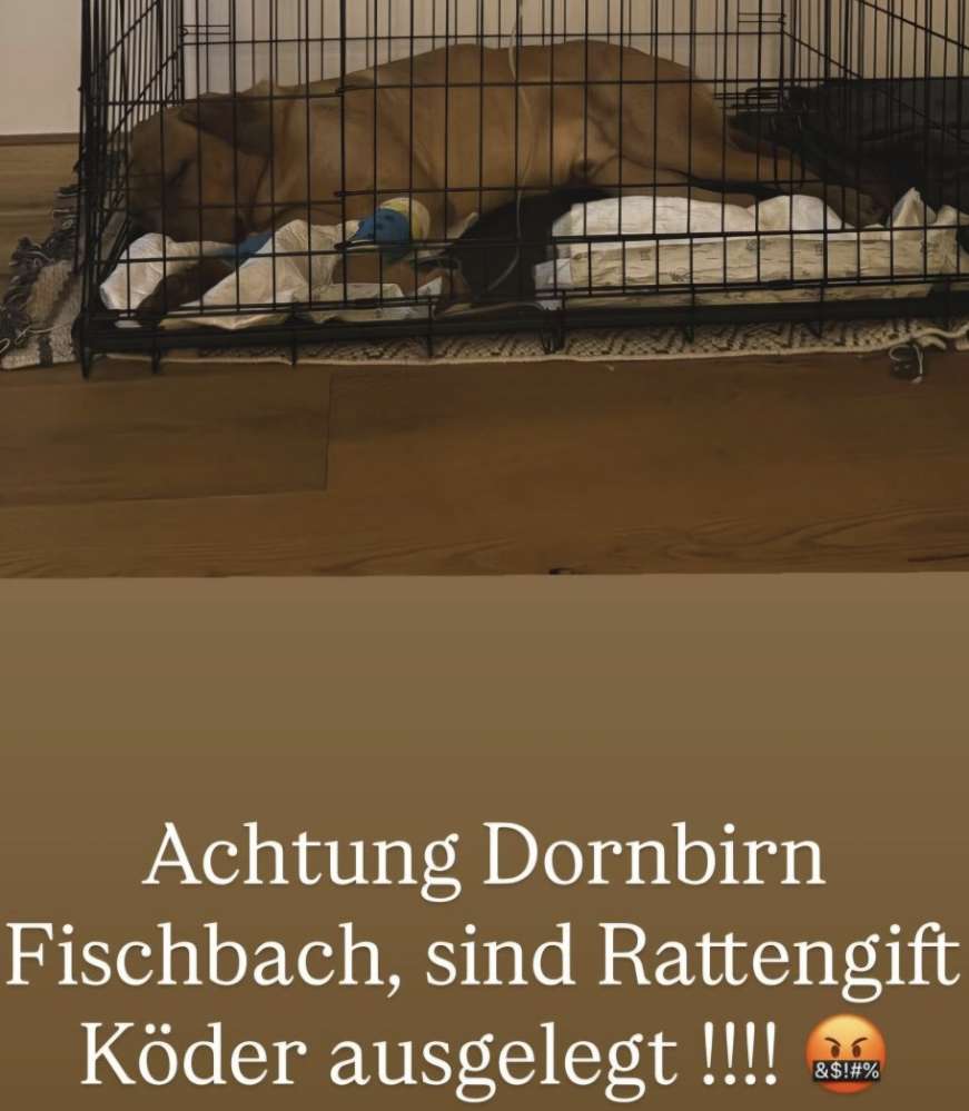 Giftköder-Giftköder-Profilbild