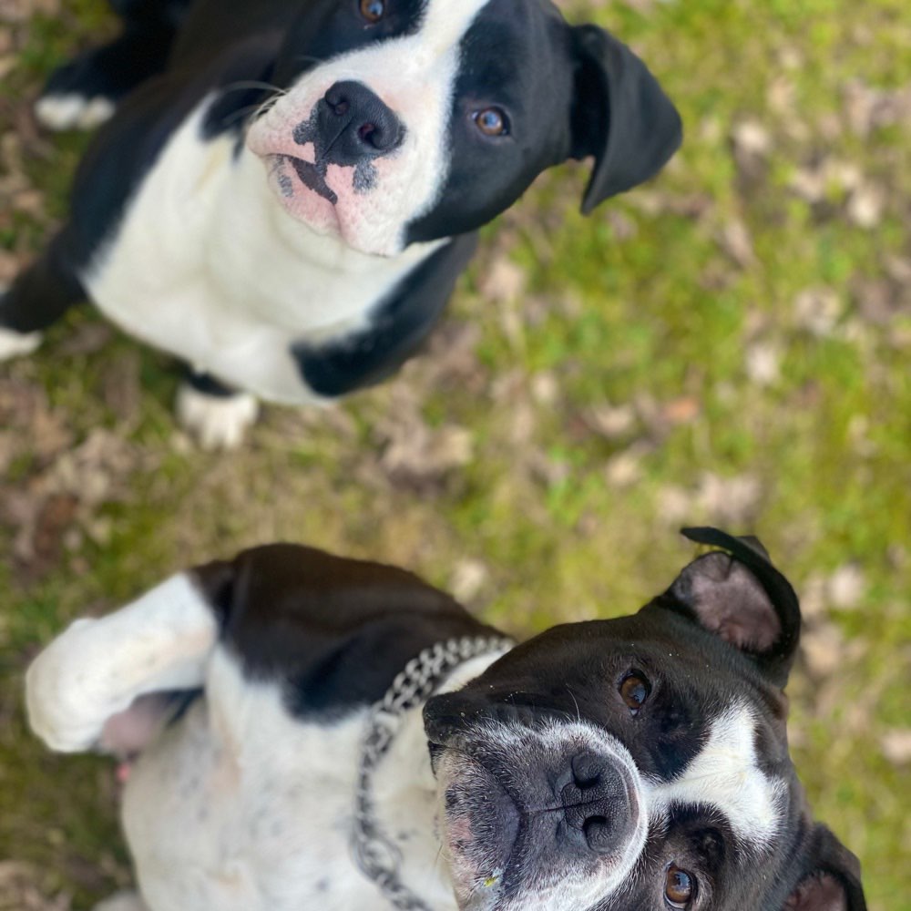 Hundetreffen-kleiner social walk in wittenberge-Profilbild