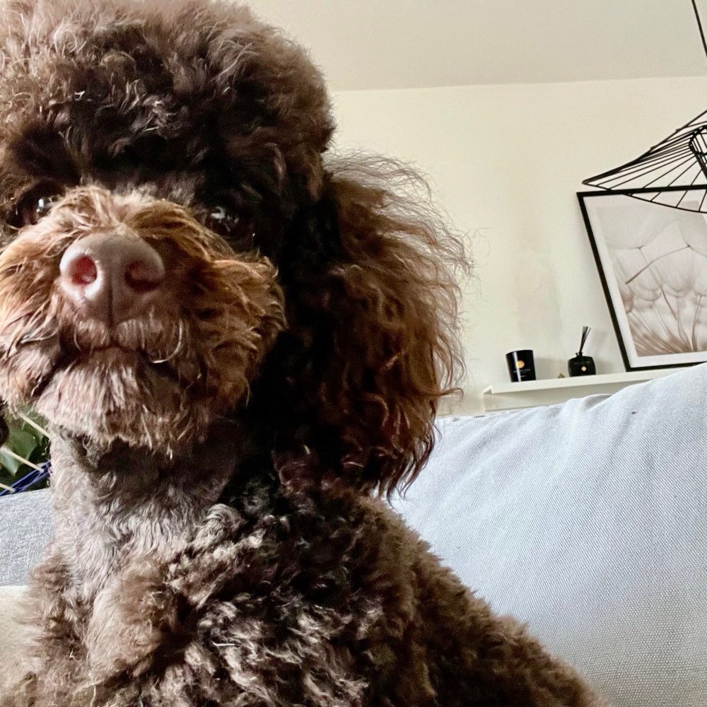 Hundetreffen-Gassi-Partner im Münchner Westen-Profilbild