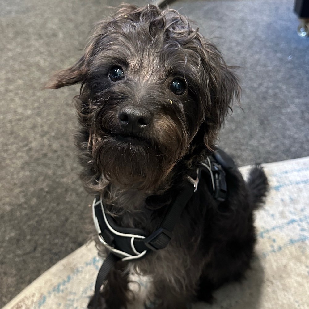 Hundetreffen-Hundekontakte / Freispielen / Social Walk-Profilbild