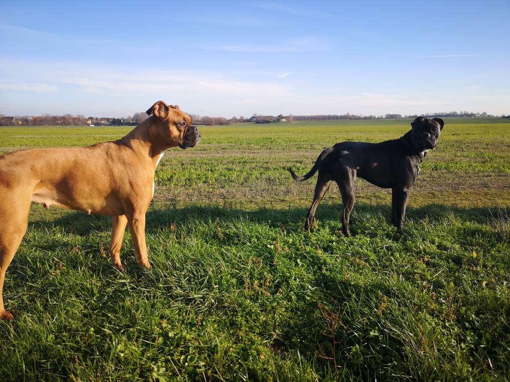Hundetreffen-Spielrunde Trebsen / Nitzschka-Profilbild