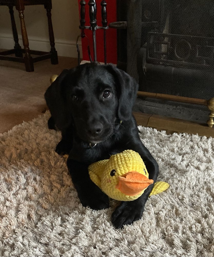 Hundetreffen-Welpen-/Junghundspieltreffen-Profilbild