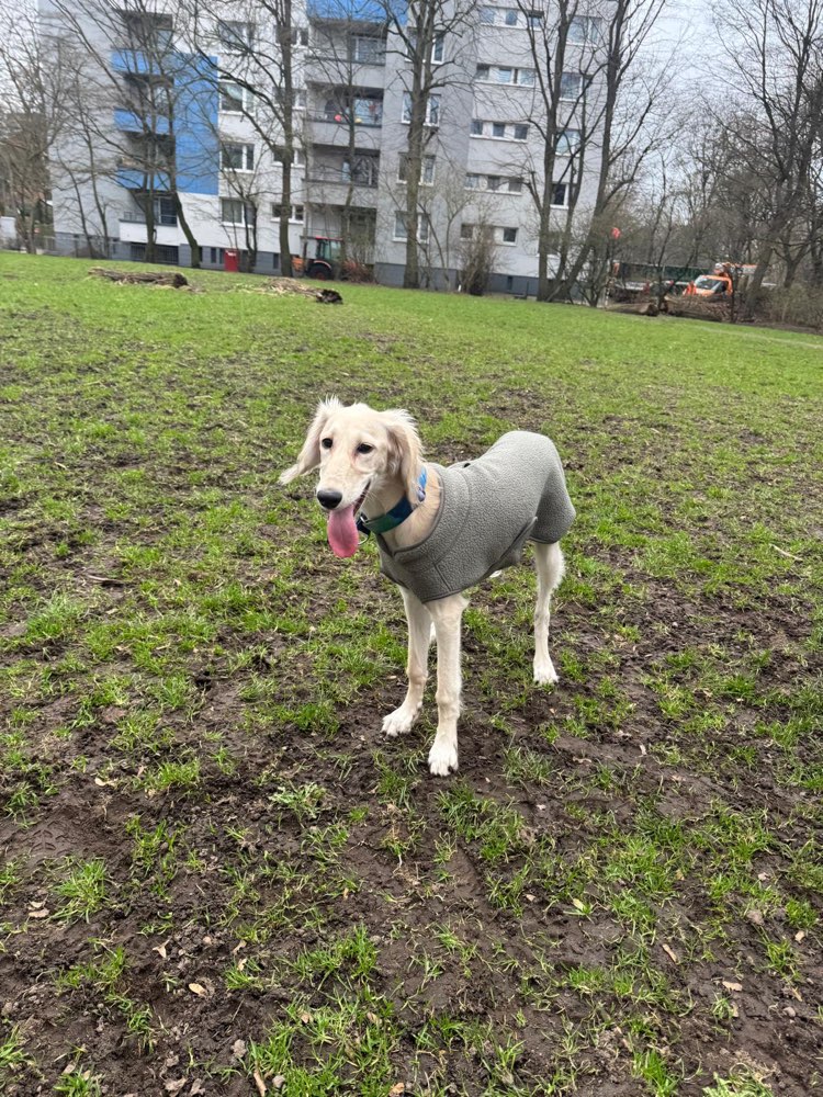 Hundetreffen-Social Walks / mit/ohne Spielen-Profilbild