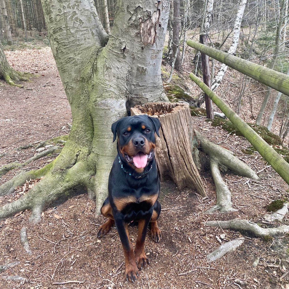 Hundetreffen-Gemeinsame Spaziergänge-Profilbild